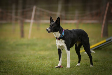 Dog is running in agility. Amazing evening, Hurdle having private agility training for a sports competition	