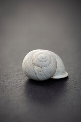 white snail shell on a grey background. Macrophotography