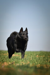 Young female of schipperke is running in grass. She has so nice face. She is so patient model.	