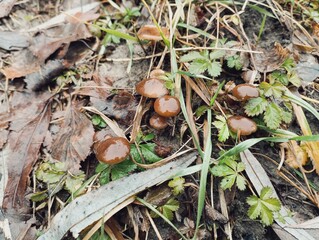 Brown small poisonous mushrooms grow among the grass. Poisonous mushrooms in autumn.