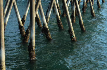 Redondo Beach Pier Pilings, Los Angeles County, California