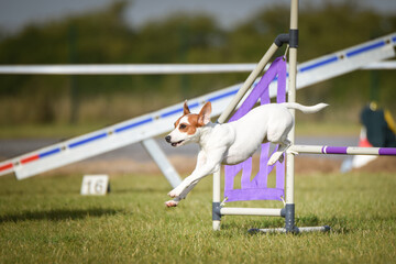 Dog is jumping over the hurdles. Amazing day on czech agility competition.	