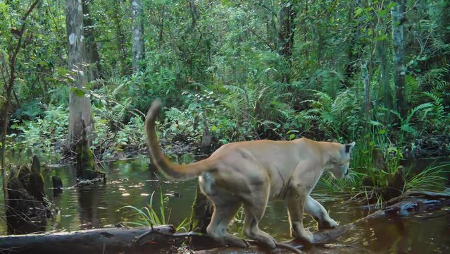 FLORIDA - 12.14.2023 - A Florida panther almost loses its balance crossing a log in a swamp in Florida.