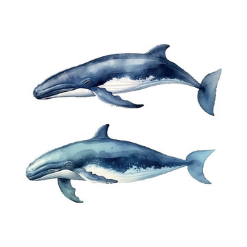 set watercolor whale illustration on white background