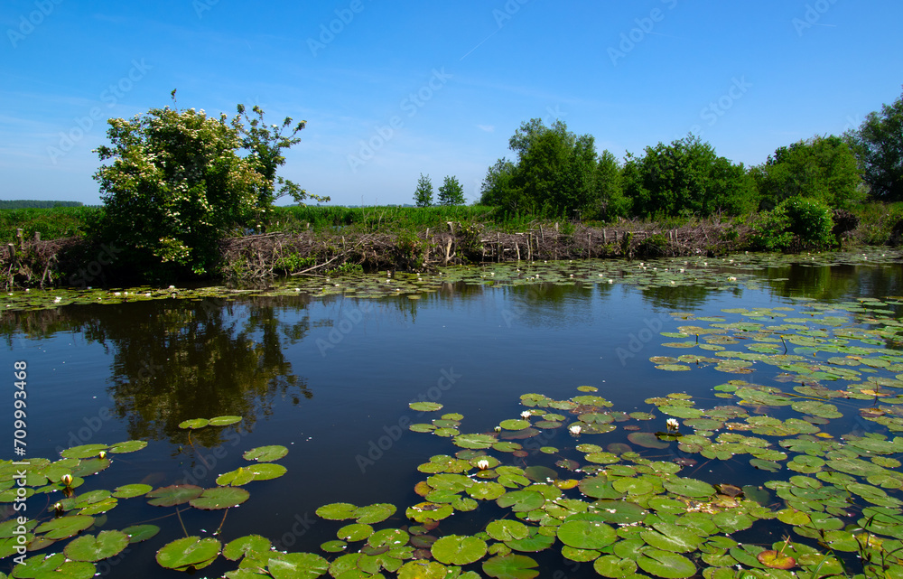 Poster Landscape of a lake and blue sky