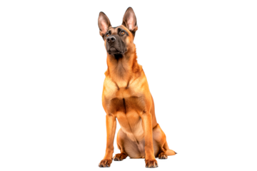Purebred purebred German Shepherd sitting full-length and looking up, isolated on a transparent background.