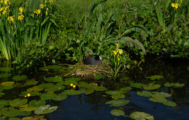 Landscape green meadow and canal with clear water
