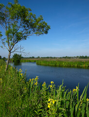 Landscape green meadow and canal with clear water
