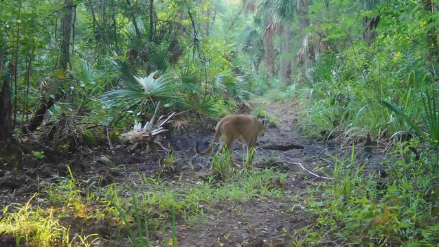 FLORIDA - 12.14.2023 - A Florida panther walks away in a Florida forest during the day.