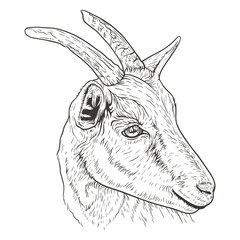 Goat head sketch vector illustration. Hand drawn goat head with horns.