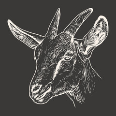 Goat head. Hand drawn sketch vector illustration isolated on black background