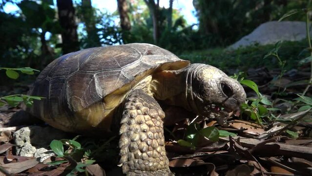 FLORIDA - 12.14.2023 - Close-up of a gopher tortoise eating leaves in slow-motion on a forest floor in Florida.