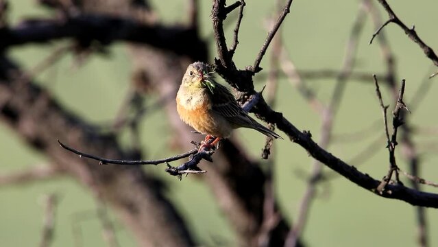 Ortolan bunting is sitting on a tree branch. She has grasshoppers in her beak. Bird food. Beautiful background. Video with the bird Emberiza hortulana