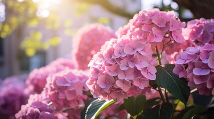 Fototapeta premium Hydrangea flowers on sunny garden outdoor background with copy space.