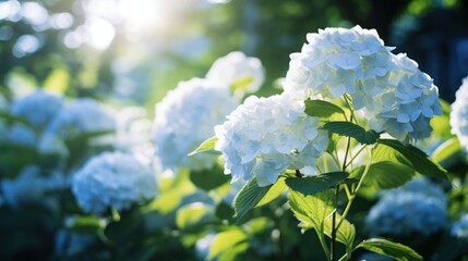 Hydrangea flowers on sunny garden outdoor background with copy space.