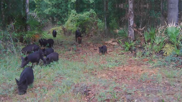 FLORIDA - 12.14.2023 - A pack of feral hogs walks through a Florida forest in daytime.