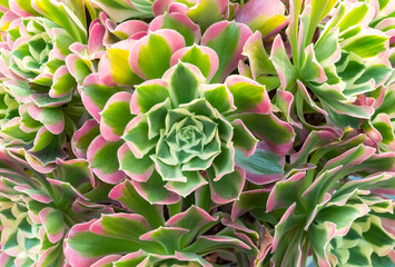 Miniature succulent plants decorate in the garden
