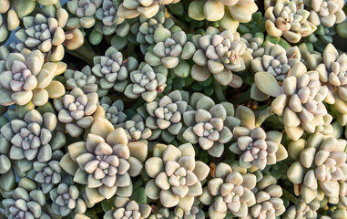 Miniature succulent plants decorate in the garden