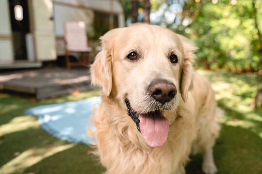 Closeup image of happy adult dog pet domestic animal golden retriever labrador walking in park forest outdoors outside looking at the camera near trailer camper van traveling with owners