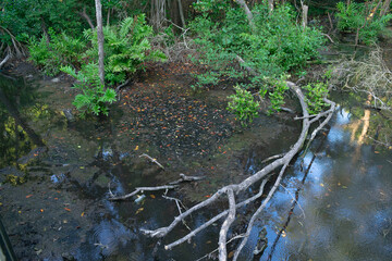 Reflections of nature in the river.