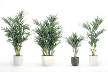 3D digital render of plant palm trees in a pot isolated on white background