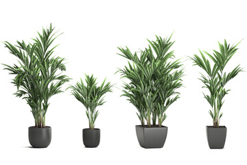 3D digital render of plant palm trees in a pot isolated on white background