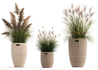 3D digital render of plant in a pot isolated on white background pampas grass cardoderia reeds pampas bushes