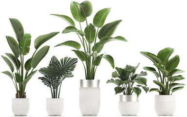 3D digital render of plant in a white modern pot isolated on white background
