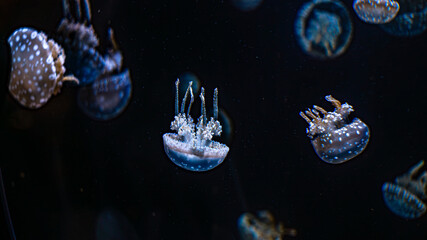 jellyfish, water, blue, sea