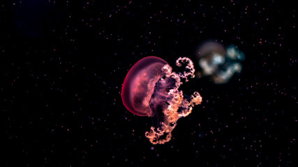 jellyfish, water, blue, sea