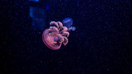 jellyfish, water, blue, sea