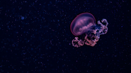 Naklejka na ściany i meble jellyfish, water, blue, sea