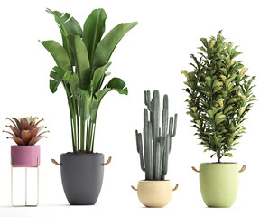 3D digital render of plant isolated on white background Strelitzia Ravenala banana