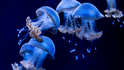 jellyfish, water, blue, sea