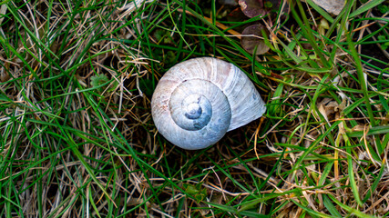shell, nature