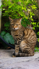 Naklejka na ściany i meble bengal cat in the garden