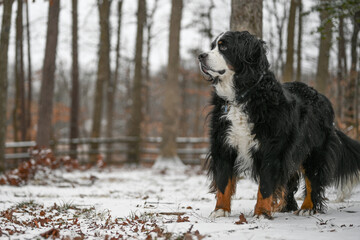 Bernese Mountain dog