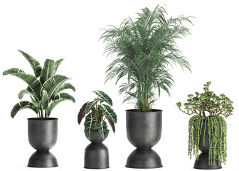 3D digital render of plant isolated on white background