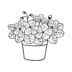 Filka indoor flowers in a pot. Vector stock illustration eps10. Hand drawing. Outline, isolate on a white background.