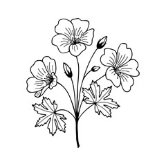 Garden geranium flowers. Vector stock illustration eps10. Hand drawing. Outline, isolate on a white background.