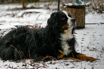 Bernese Mountain dog
