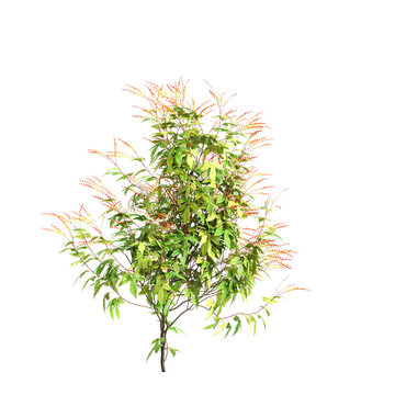 3d illustration of creep plant Ipomoea lobata isolated on black background