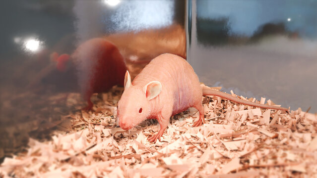 nude mouse laboratory animal model (athymic), thigmotactic behavior, 3D rendered illustration