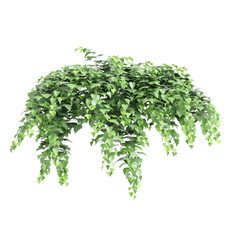 3d illustration of hanging plant Hedera canariensis isolated on black background