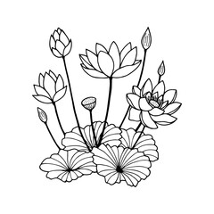 Lotus flowers. Vector stock illustration eps10. Hand drawing. Outline, isolate on a white background.