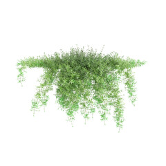 Fototapeta na wymiar 3d illustration of hanging plant Asparagus densiflorus isolated on black background