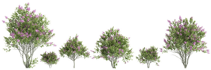 3d illustration of set Syringa vulgaris flowering isolated on black background