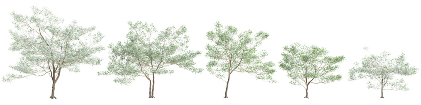 3d illustration of set Cornus florida tree isolated on black background