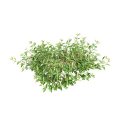 3d illustration of Trachelospermum asiaticum bush isolated on black background