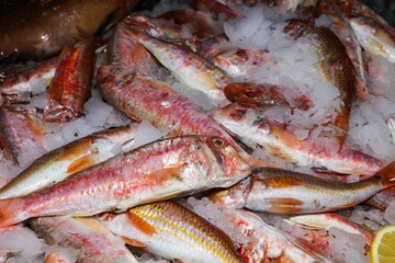 fish on ice 